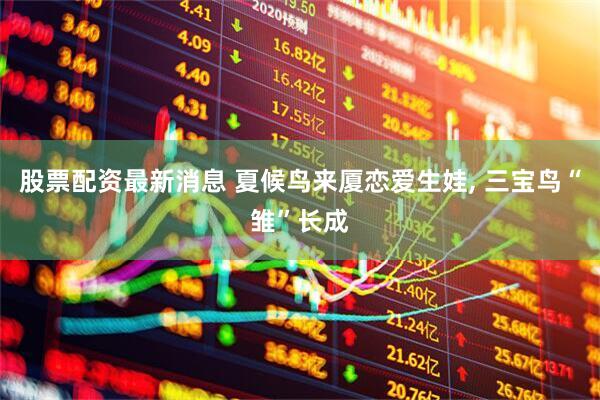 股票配资最新消息 夏候鸟来厦恋爱生娃, 三宝鸟“雏”长成